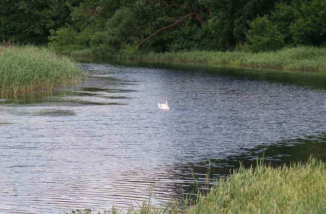 Łabędź